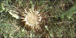 carlina300